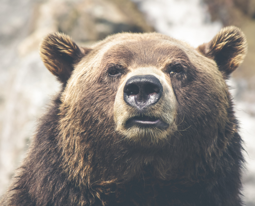 bear